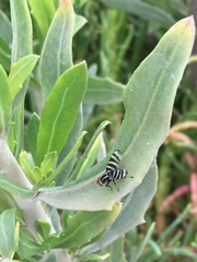 Pterotaenia fasciata