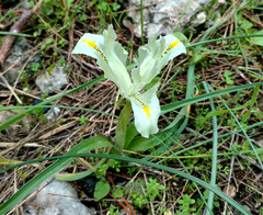 Iris palaestina