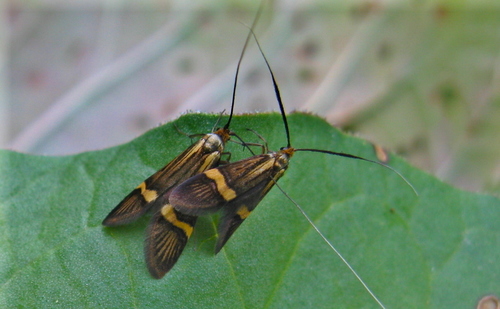 Nemophora degeerella