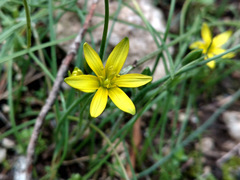 Gagea chlorantha