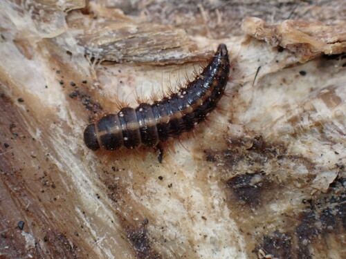 Hide Beetle photo 5
