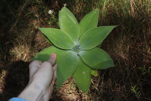 Agave attenuata