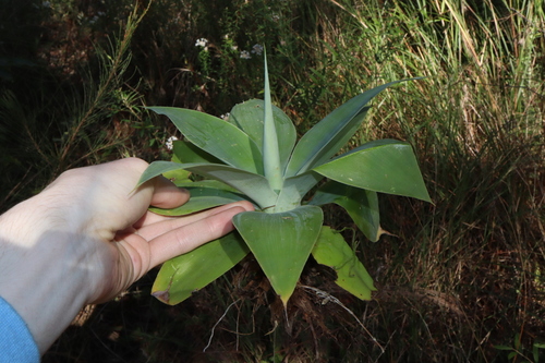 Agave attenuata