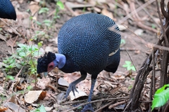 Crested Guineafowl photo 4