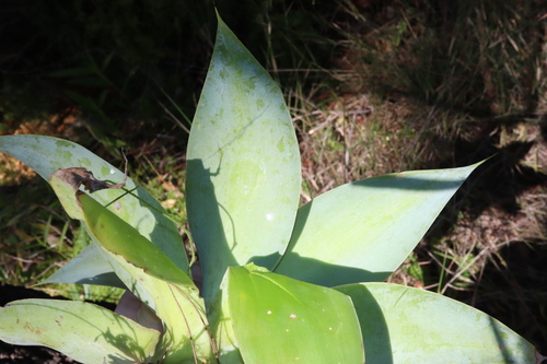 Agave attenuata