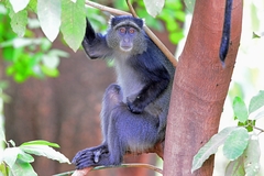 Cercopithecus mitis manyaraensis