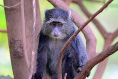 Cercopithecus mitis manyaraensis