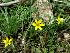 Gagea chlorantha
