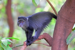 Cercopithecus mitis manyaraensis