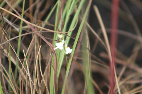 Image of Utricularia amethystina by (c) GERMAN LEONEL SARMIENTO CRUZ, some rights reserved (CC BY)