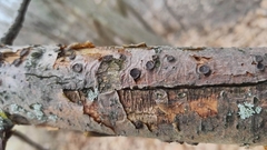 Diatrype disciformis