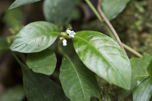Image of Ophiorrhiza pumila by (c) Licheng Shih, some rights reserved (CC BY)