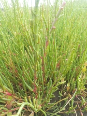 Salicornia neei