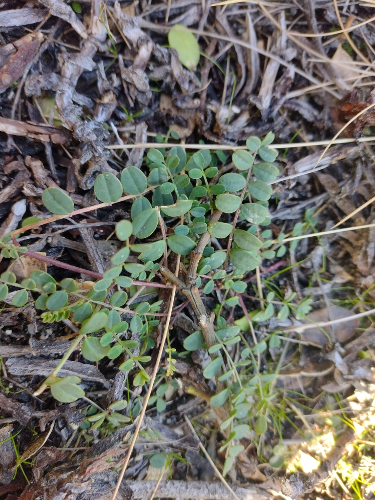 coast Swainson-pea from Palana TAS 7255, Australia on July 11, 2023 at ...