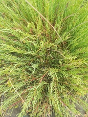 Salicornia neei