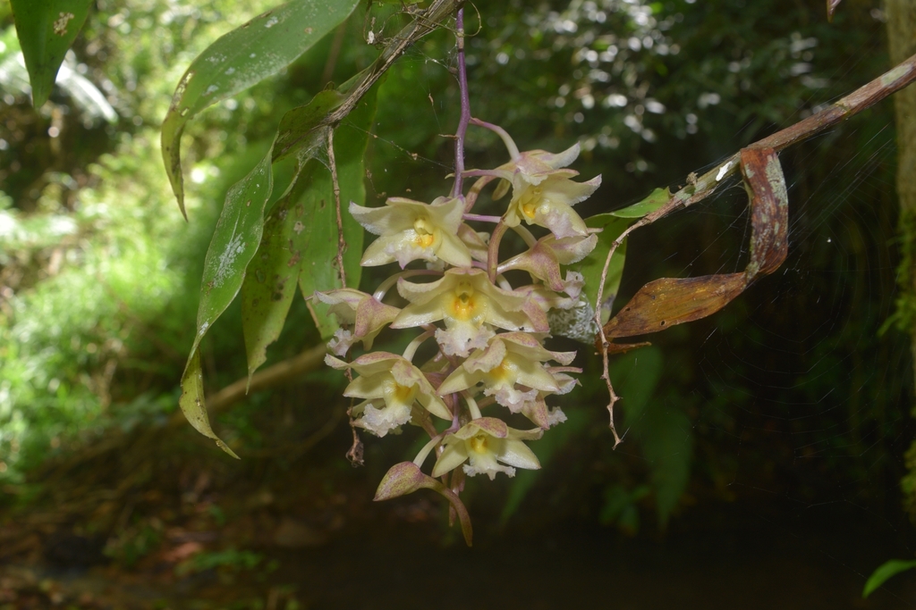 Dendrobium profusum Rchb.f.