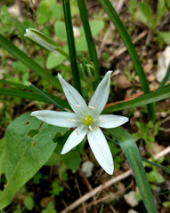 Ornithogalum montanum
