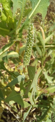 Phleum paniculatum iNat (2)