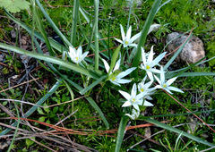 Ornithogalum montanum