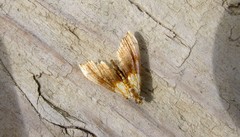 Agrotera nemoralis