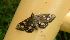 Anania coronata