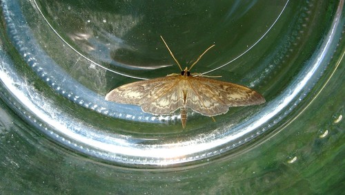 Anania lancealis