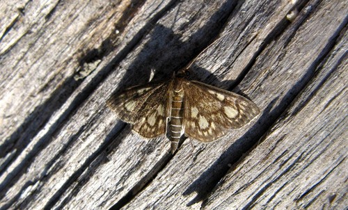 Anania stachydalis