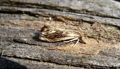 Catoptria verellus