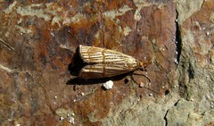 Chrysocrambus linetella