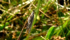 Crambus lathoniellus