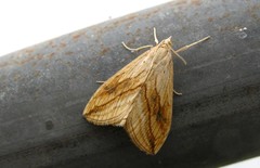 Evergestis forficalis