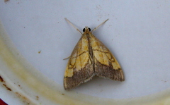 Evergestis limbata
