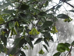 Wikstroemia nutans
