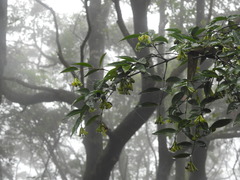 Wikstroemia nutans