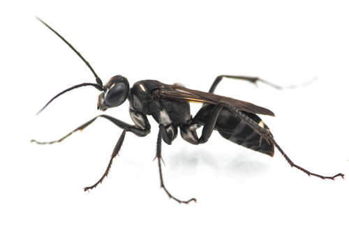 Cryptocheilus hispanicus