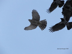 Accipiter gentilis