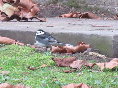 Motacilla alba