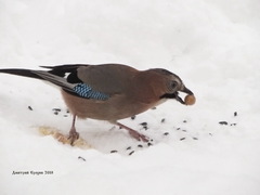 Garrulus glandarius