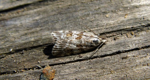 Scoparia pyralella