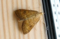 Udea fulvalis