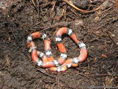 Cemophora coccinea copei