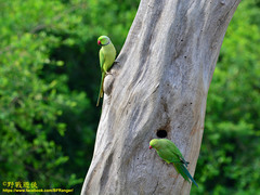 Psittacula krameri manillensis