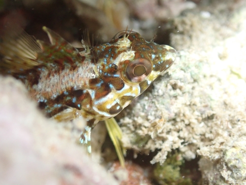 Zaca blenny (Malacoctenus zacae) — Labrisomidae — 2