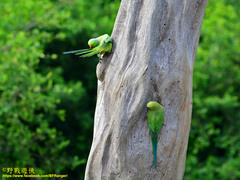 Psittacula krameri manillensis