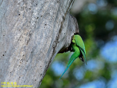 Psittacula krameri manillensis