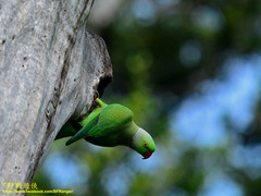 Psittacula krameri manillensis