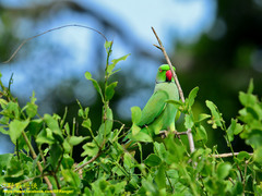 Psittacula krameri manillensis