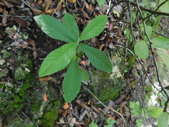 Psychotria erythrocarpa