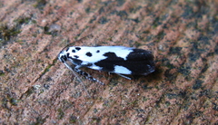 Ethmia quadrillella
