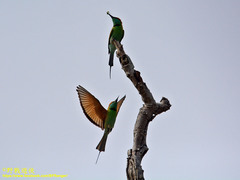 Merops orientalis ceylonicus